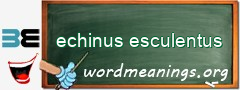WordMeaning blackboard for echinus esculentus